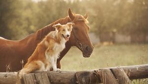 Hund und Pferd