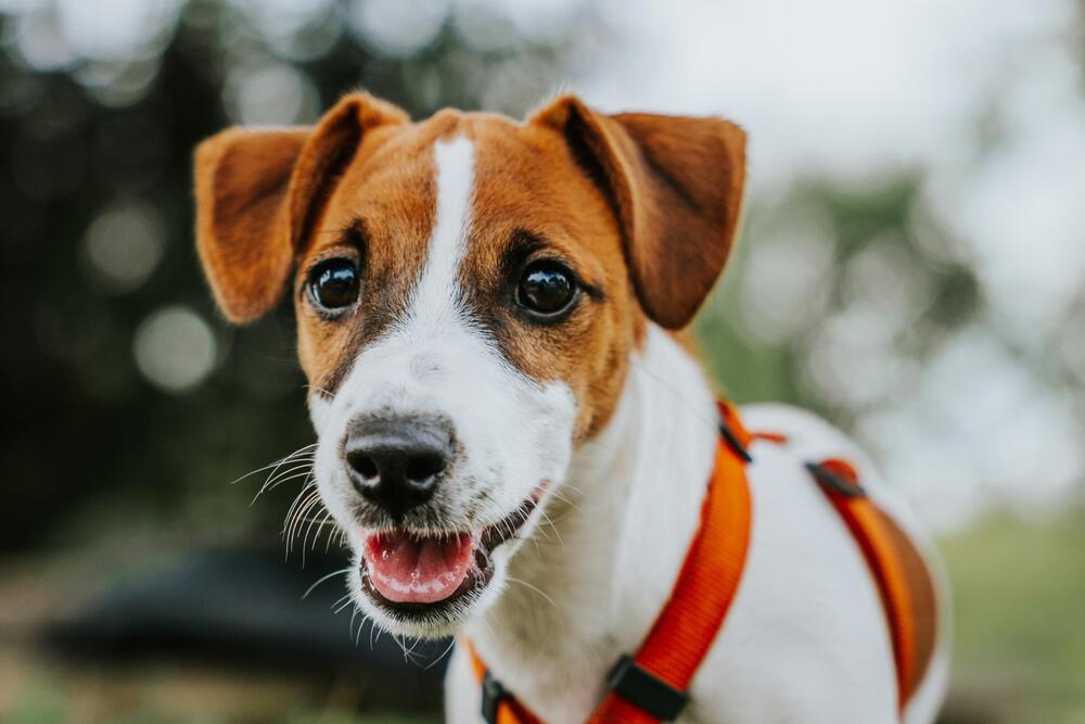 Der Jack Russel Terrier Fibi wurde verletzt.