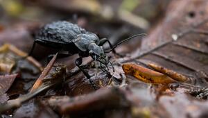Schwarzer Grubenlaufkäfer