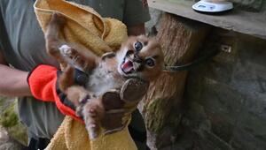 Zoo Stralsund: Wüstenluchs-Baby faucht, aber meistert Gesundheitscheck