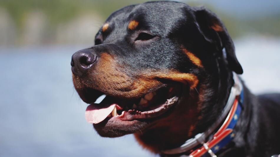 Rottweiler "Buddy" hielt Wache im Wald.