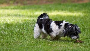 Hund riecht Kot