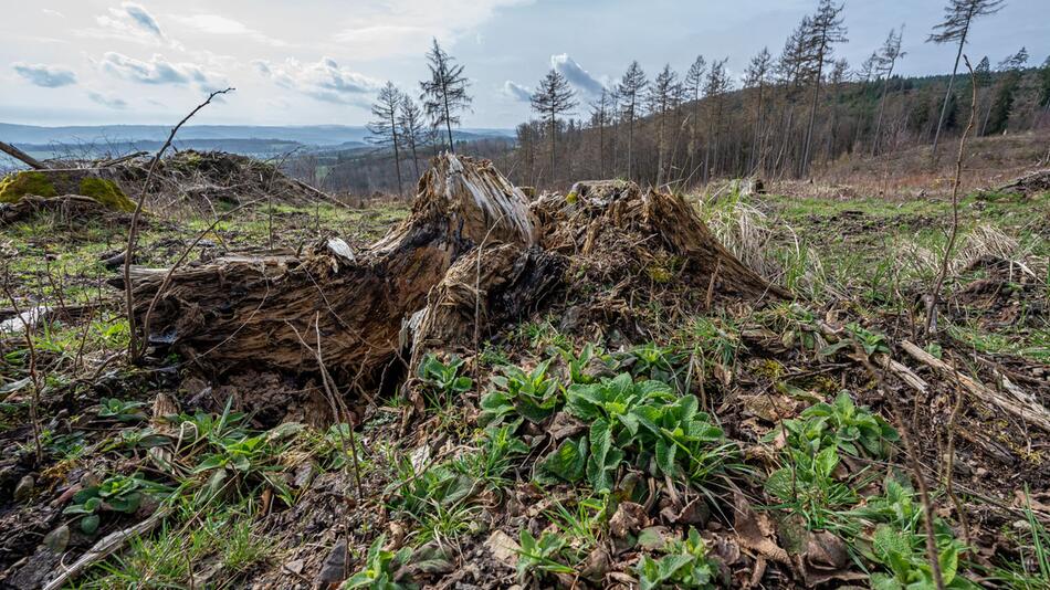 Abgeholzte Waldfläche