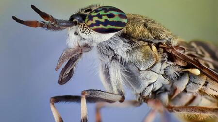 Aus faszinierender Nähe: Die spektakulärsten Insektenbilder aus aller Welt