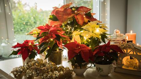 Wissen für Eltern: Diese Weihnachtspflanzen sind giftig