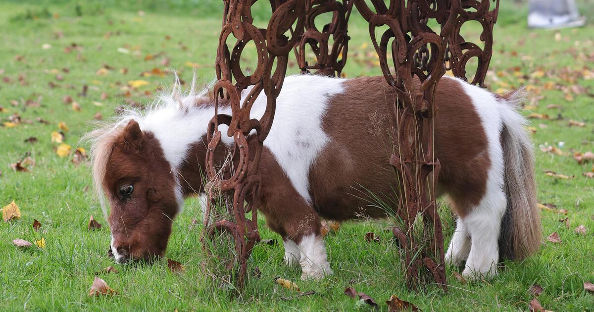 So winzig ist das kleinste Pony der Welt | 1&1