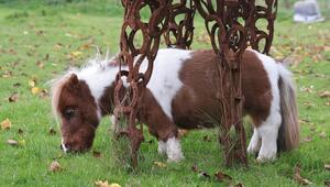 Das Pony Pumuckel mit rotbraun-weißem Fell frisst Gras und steht unter einer Pferdeskulptur.