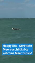 Gerettete Meeresschildkröte kehrt ins Meer zurück