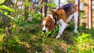 Hund schnüffelt im Wald