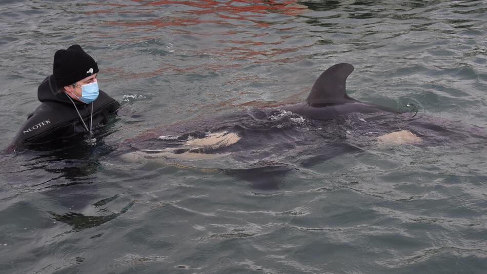 Orca-Baby vor Neuseeland