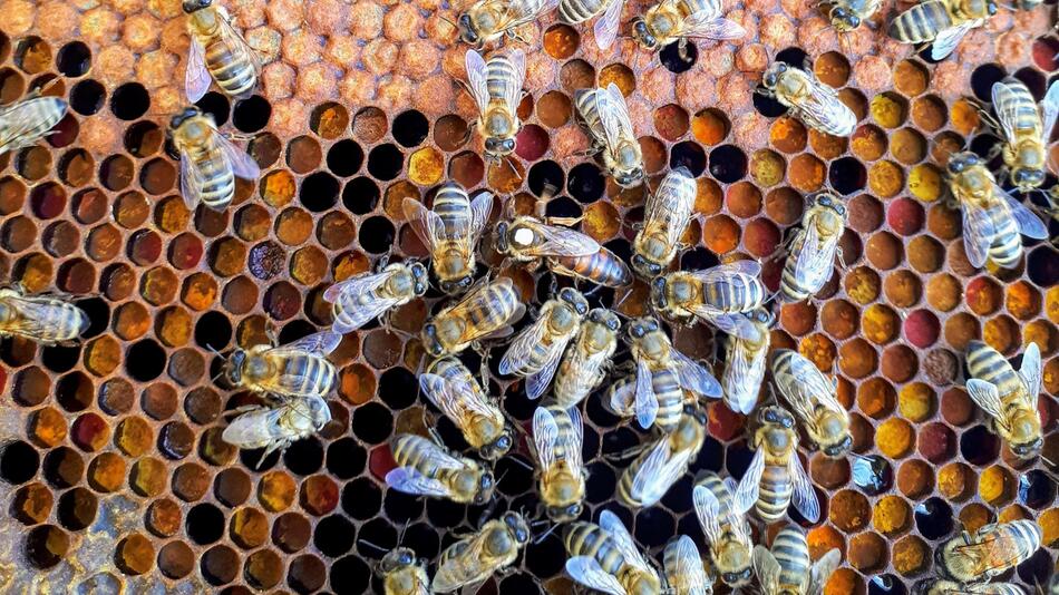 Tausende Bienen leiden in NRW.