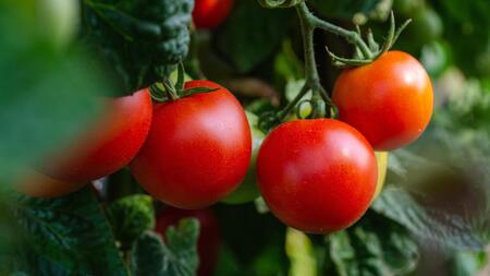 10 Pflanzen, die du besser nicht neben Tomaten anpflanzen solltest