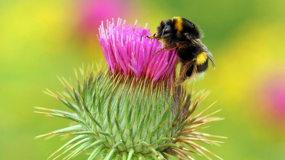 Hummel, Hummelsterben