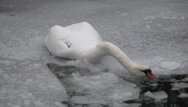 Viele tote Schwäne in Berlin - das sind mögliche Gründe