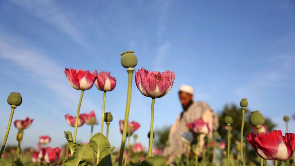 UN: Opiumanbau in Afghanistan seit 2022 um 95 %zurückgegangen