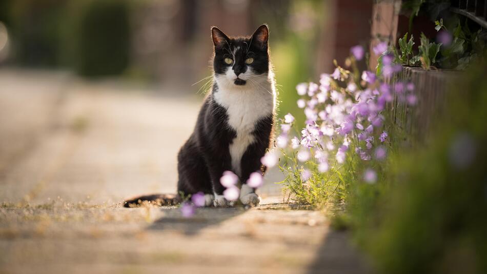 Katze auf der Straße