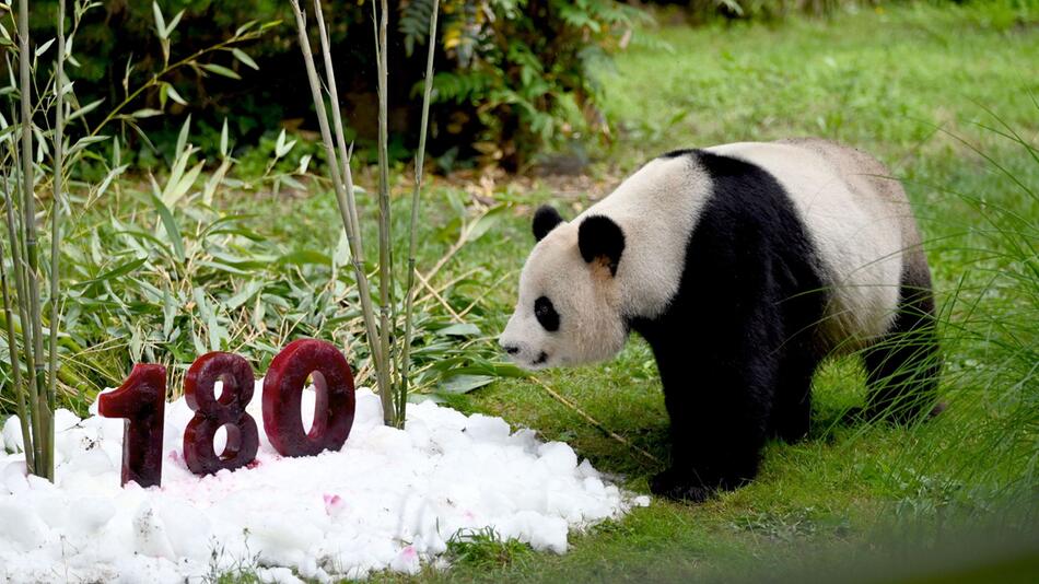 Pandas im Zoo Berlin