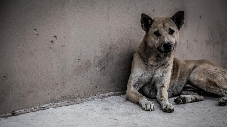 Straßenhund