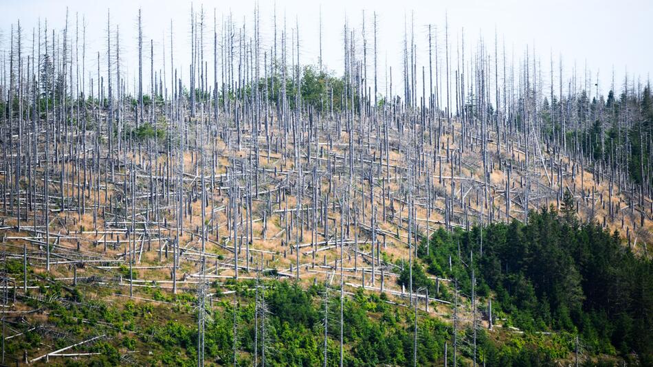 Waldsterben in Deutschland