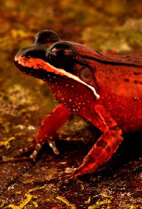 "Loreto White-lipped Frog