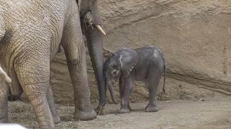 Elefanten-Baby "Kaja" ist der Star im Opel-Zoo