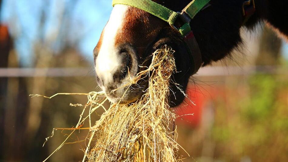 Gras gärt für die Heulage.