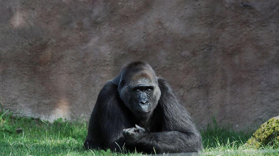 Gorillamännchen Riuchard im Prager Zoo mit Coronavirus infiziert