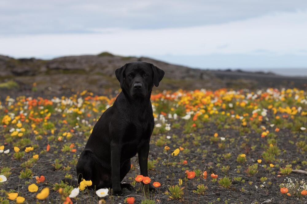 Auch Labrador Retriever sind Kuschelhunde.