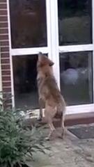 Wolf attackiert Haustür