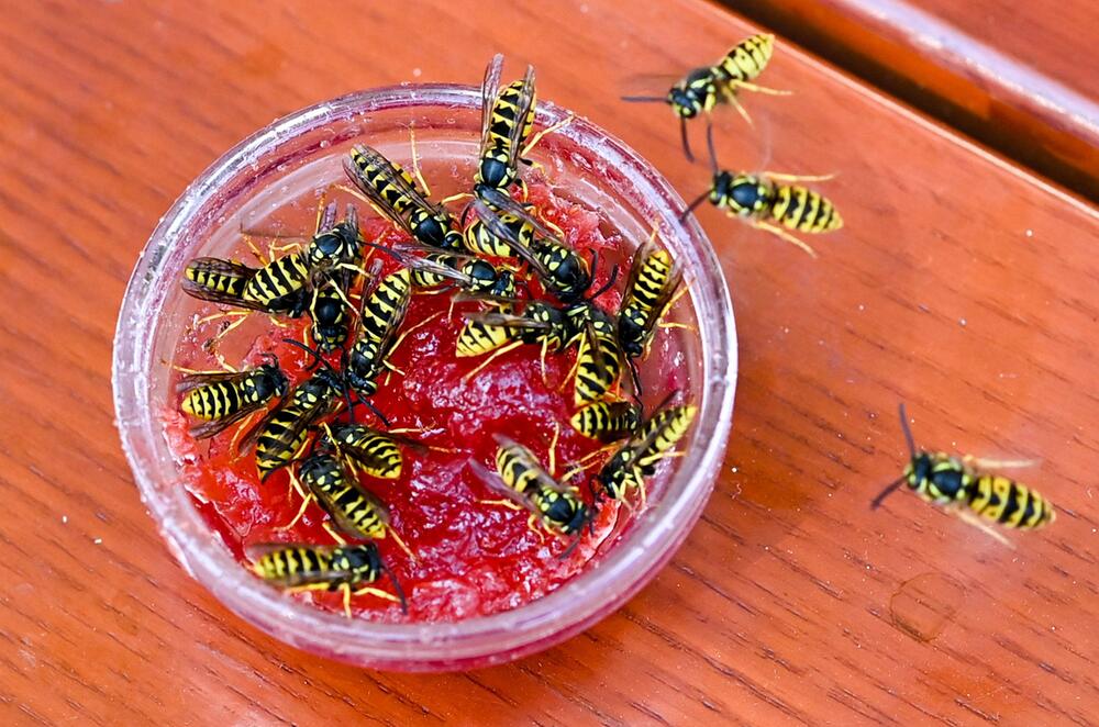 Wespen sitzen in einer Schale mit Marmelade