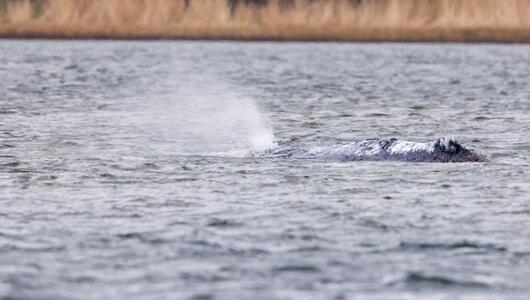 Weitere Entwicklung zum Buckelwal in der Ostsee