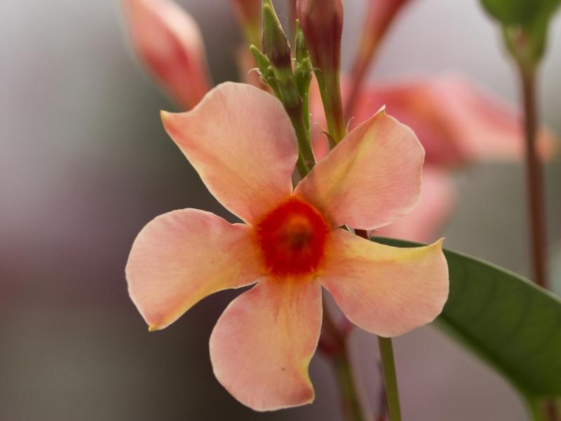 Mandevilla