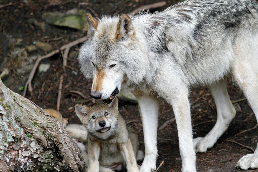 Wolfsrudel sind eine große Familie.