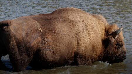 Einst ausgestorbene Tiere kehren nach Deutschland zurück