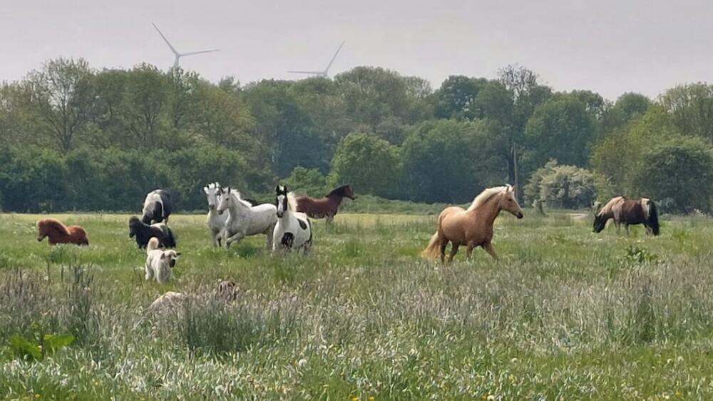 Zum zweiten Mal überfiel ein Wolf die Pferde.