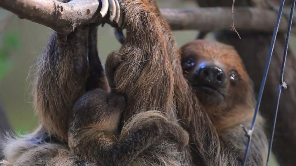 Niedlich und gar nicht faul: Dresdner Zoo freut sich über Faultierjunges