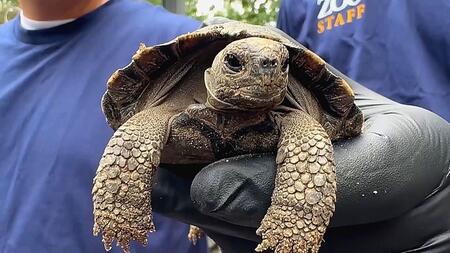 Schildkrötenpaar wird mit fast 100 Jahren noch mal Eltern