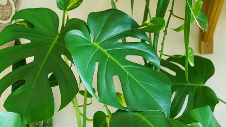 Monstera durch Ableger vermehren: So gelingt die Nachzucht