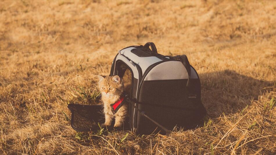 Halterin lässt Katze in heißer Sonne zurück.