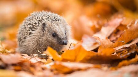 Igel steht erstmals auf Roter Liste der bedrohten Arten