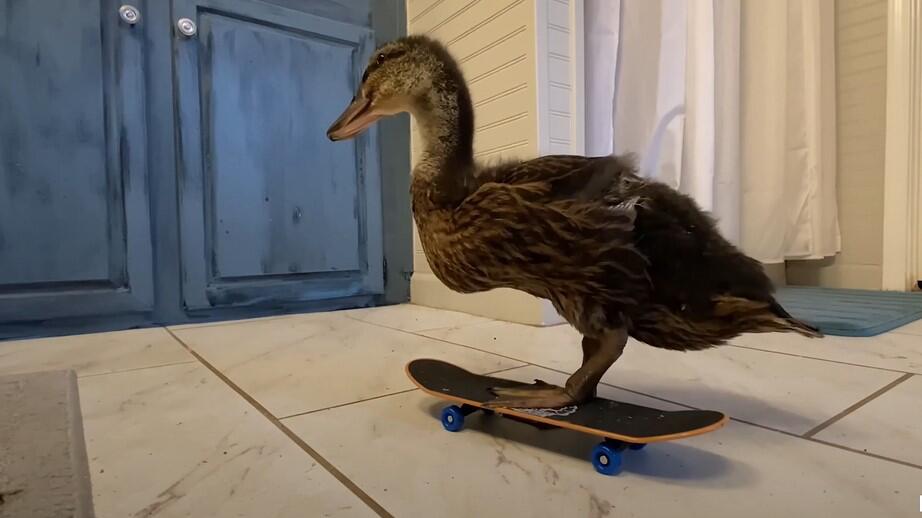 Ente auf Skateboard