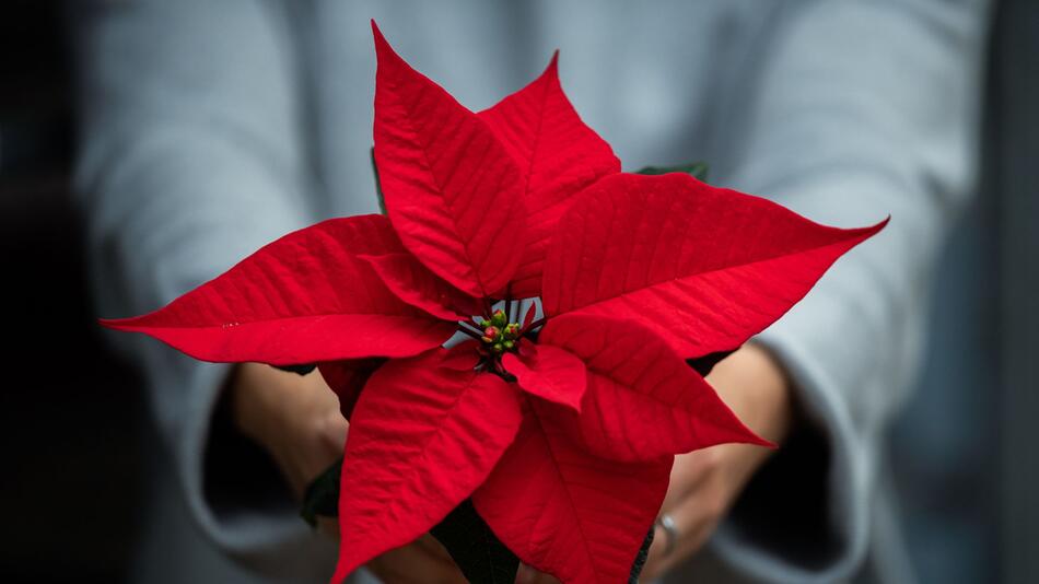 Eine Frau hält einen roten Weihnachtsstern in ihren Händen