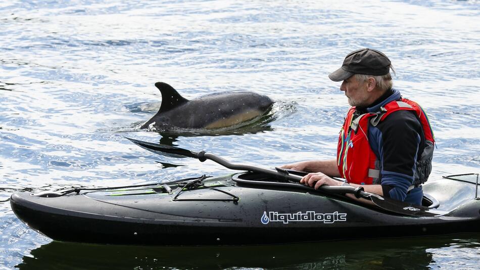 Erneut ist ein Delfin Gast in der Kieler Förde