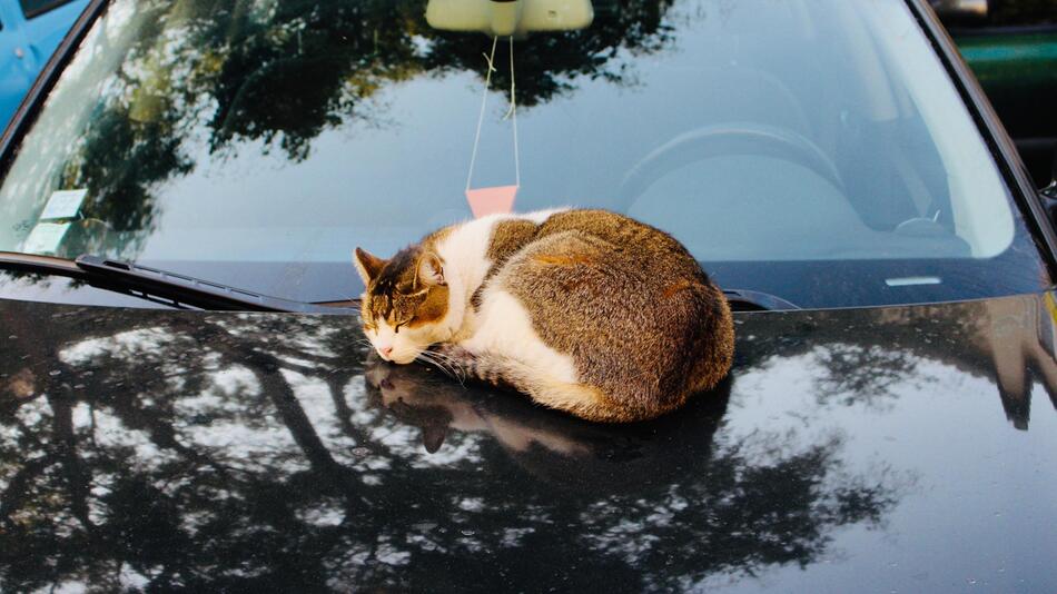 Katze aus Kalifornien steckte fest.