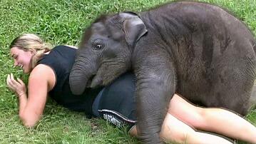 Elefantenbaby will kuscheln