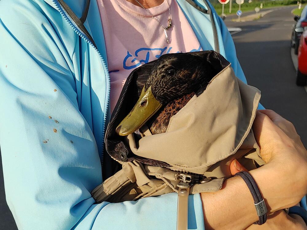 Tierretter im Hochwassergebiet