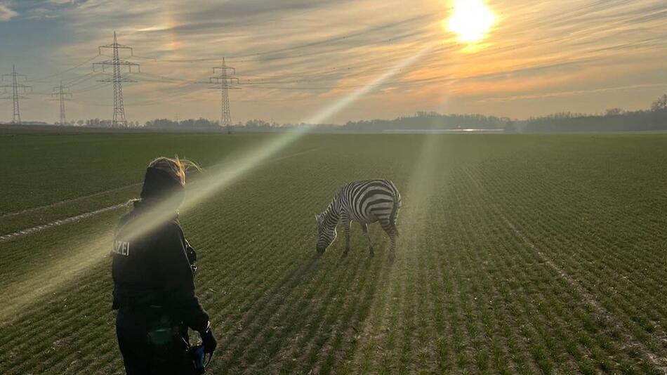 Zebra