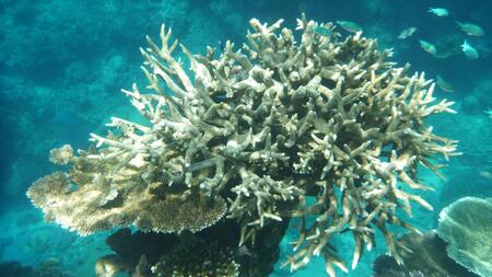Klimabericht zeichnet düstere Zukunft für Australien