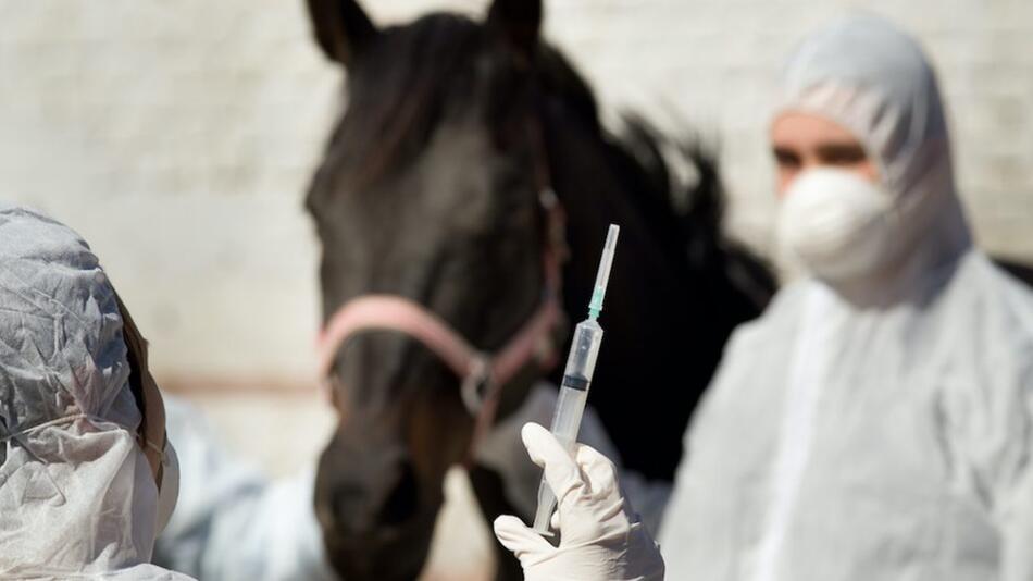 Equine Sarkoide sind Hauttumore bei Pferden.