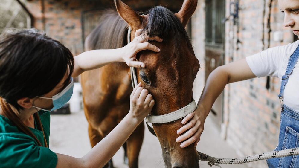 Eine neue Behandlungsform ist die Immuntherapie.